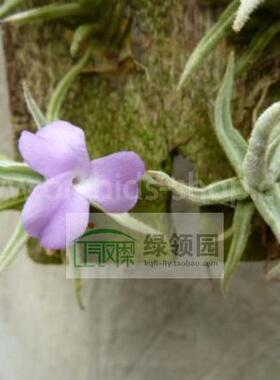 展示 空气凤梨 Tillandsia paleacea Mini 原生品种迷你粗康