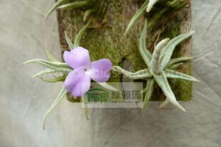 展示 空气凤梨 Tillandsia paleacea Mini 原生品种迷你粗康