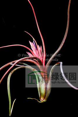 展示 空凤 鸟岩 T.Queen's Medusa 稀有章鱼 x 红女王