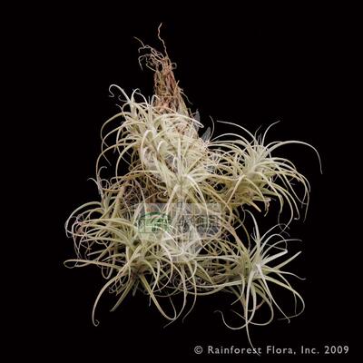 小型品种空气凤梨