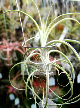 展 T.'Dream Catcher'('Turrialba'x balbisiana)章鱼普鲁士x柳叶