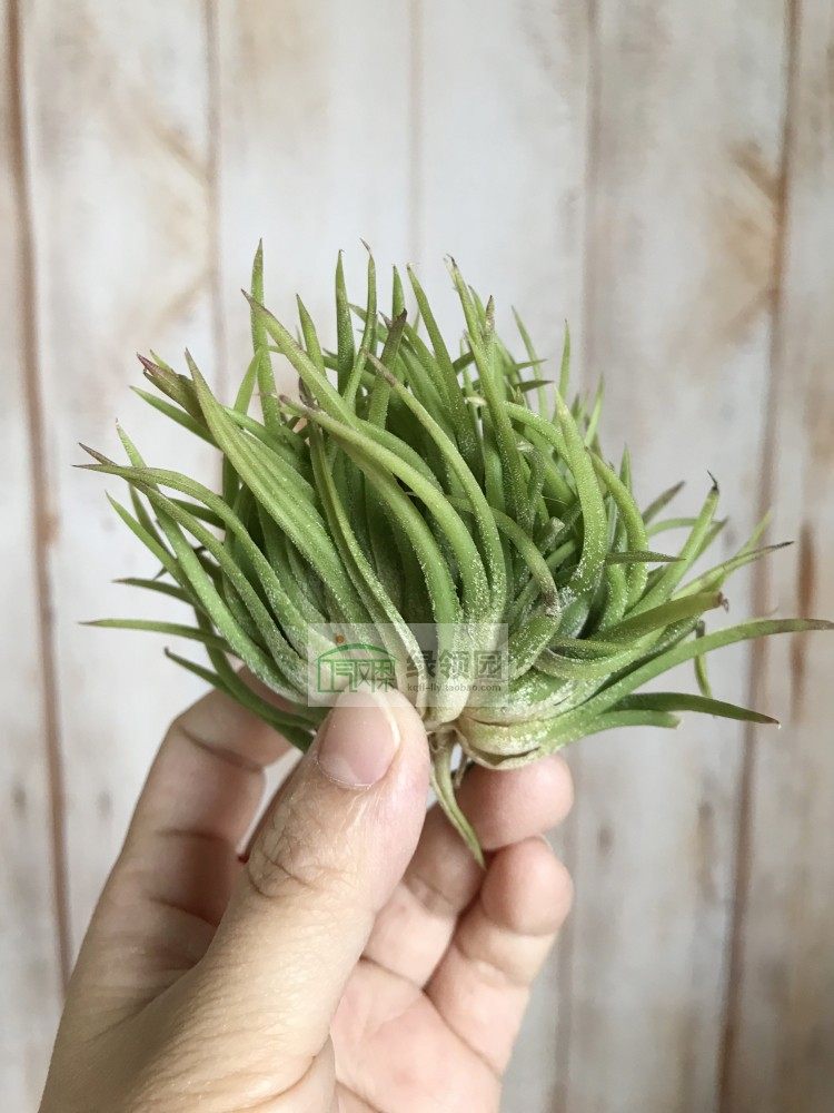 展示 精品 空气凤梨 Tillandsia Ionantha Crested 精灵缀化