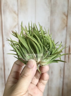 展示 精品 空气凤梨 Tillandsia Ionantha Crested 精灵缀化