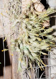 展示 空气凤梨 Tillandsia Tricholepis 草皮