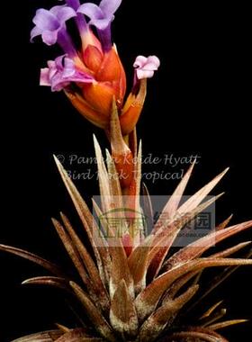 展 空气凤梨 鸟岩 Tillandsia neglecta(red form)红色型 忘记它