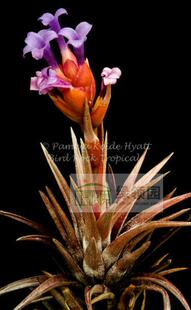 展 空气凤梨 鸟岩 Tillandsia neglecta(red form)红色型 忘记它