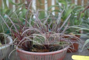 展示 空气凤梨 Tillandsia Capitata v Domingensis 卡比多明戈