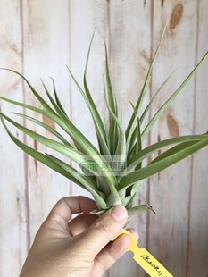 展示 空凤 Tillandsia Brachycaulos × Concolor 贝克利×空可乐