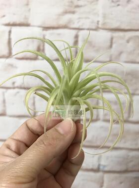展示 空气凤梨 Tillandsia Blushing Beauty 华美路拉x柔迦