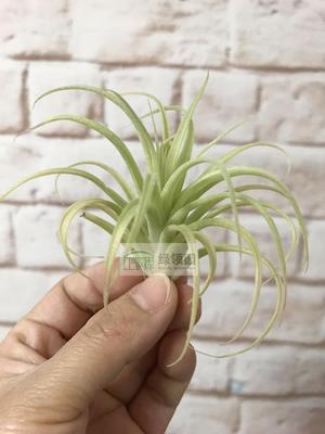 展示 空气凤梨 Tillandsia Blushing Beauty 华美路拉x柔迦