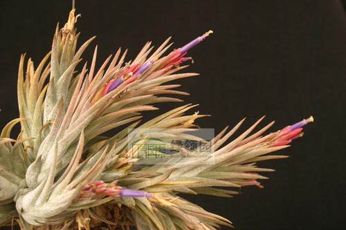 展示 空气凤梨 Tillandsia Little Thunder 精灵x普布斯