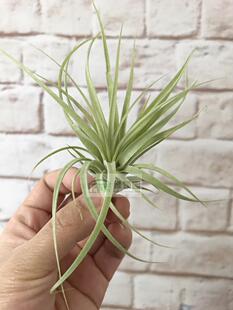 展示 空气凤梨 Tillandsia Upper Division Class霸王柔婷x电卷
