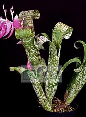 展示 空气凤梨 热带 Quesnelia marmorata‘Tim Plowman’卷叶Q属