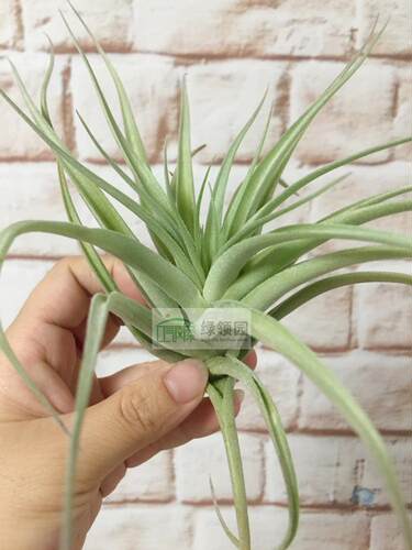 展示 空气凤梨 Tillandsia Leonamiana True Form 橘色花变种