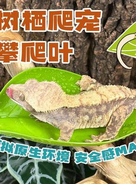 爬宠树栖R属睫角守宫姥爷树蛙躲避窝攀爬吸盘仿真叶子雨林缸造景