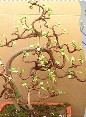 结香花别名腰袋打结冬花喜花苗子