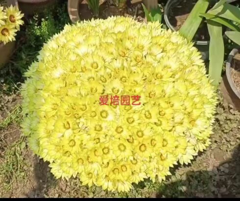 正宗小金星5厘左右开花美 易群生开花球 不是大金星