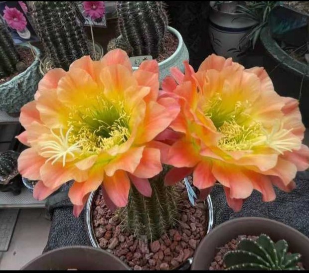 开大花仙人球香味群开毛花柱 杏光辉大型多花仙人柱