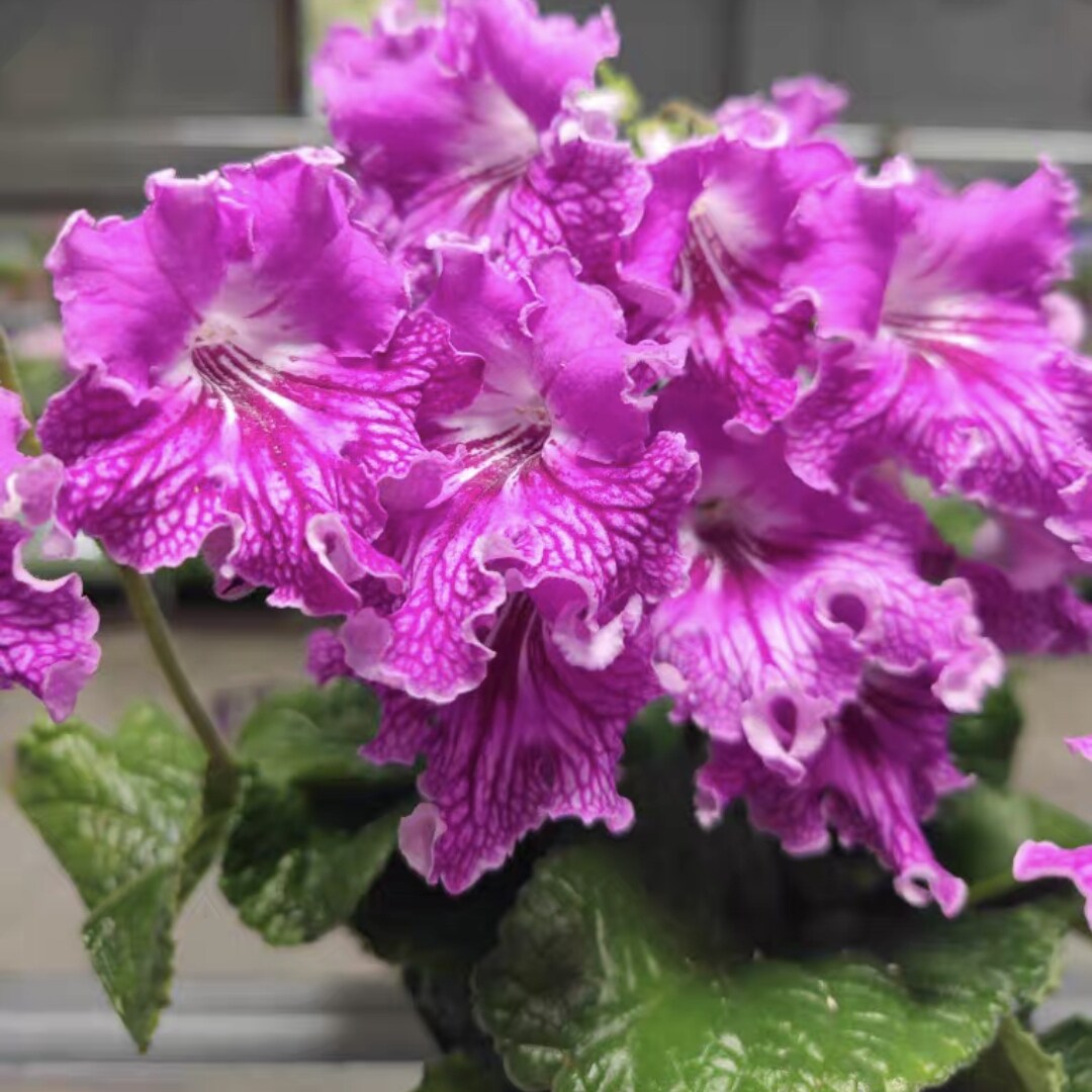 堇兰盆栽带花苞四季开花室内阳台花卉植物好养活易活图片