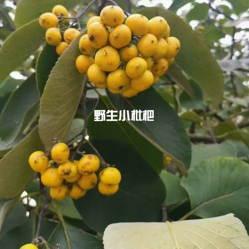 衡阳特产衡南野生小枇杷新鲜采摘现摘现发