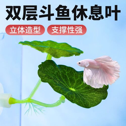 斗鱼栖休息躲避叶产卵荷叶子
