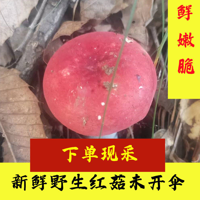 野生红菇新鲜特级骨朵不开伞红菌菇野生菌产地直销500克顺丰包邮