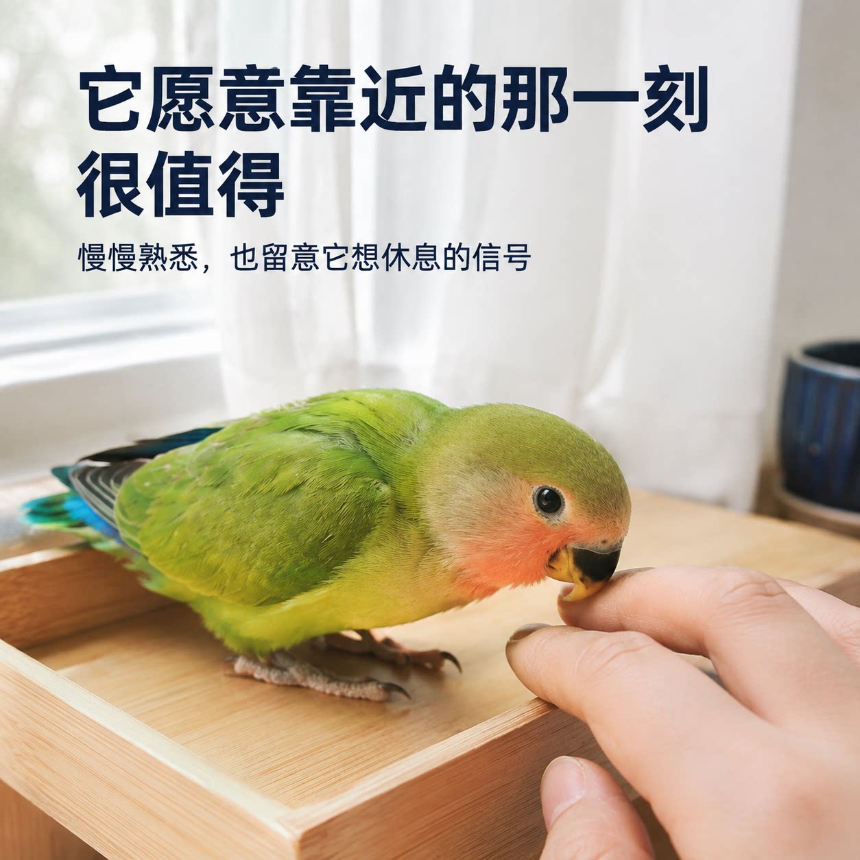 手养牡丹鹦鹉幼鸟会学亲人图片