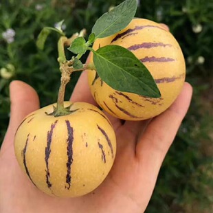 5斤云南石林人参果当季新鲜孕妇水果黄肉大果人生果人心果人身