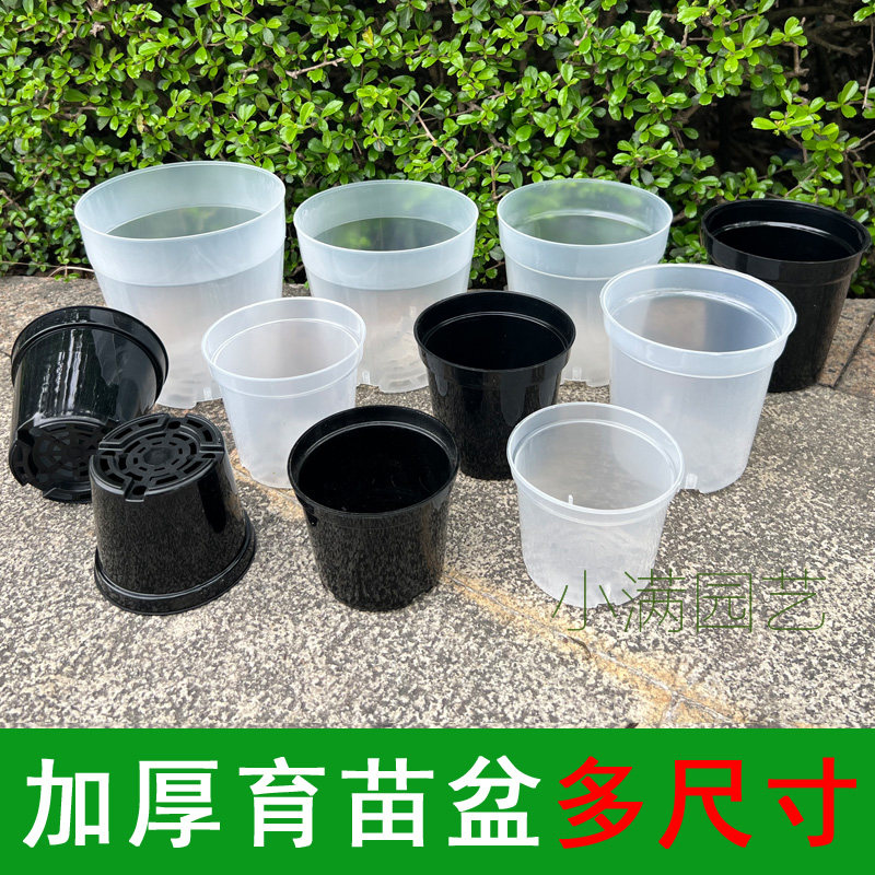 透明蝴蝶兰花卉包邮种植盆