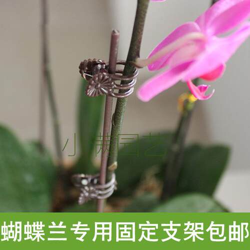 蝴蝶兰专用固定支架 盆栽绿植园艺造型铁线 定植铁条架长60CM包邮