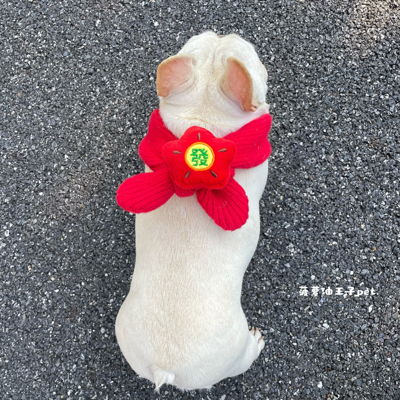 新款宠物围巾 新年过年加厚保暖围脖 中大型犬长条围巾法斗柯基,宠物/宠物食品及用品,围巾/口水巾,淘宝优惠券,粉丝福利购,淘宝优惠卷