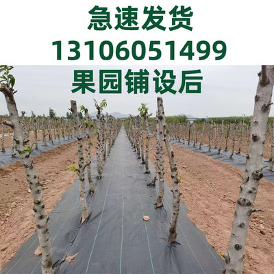 PE防草布除草布农用果园果树遮草盖草布园艺地布大棚透气保湿地膜