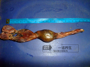 滋补鞭 中药材 男士 鞭 一条 泡酒料