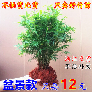 米竹盆栽竹子凤尾竹观音竹微型盆景观赏竹庭院竹子室内阳台盆景竹