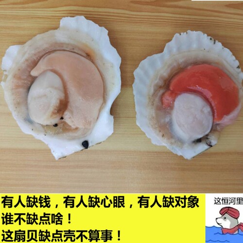 半壳扇贝很大个虾夷扇贝