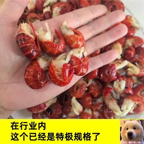 无冰小龙虾尾特级大号鲜活冷冻虾尾小龙虾  活虾加工    25年新货