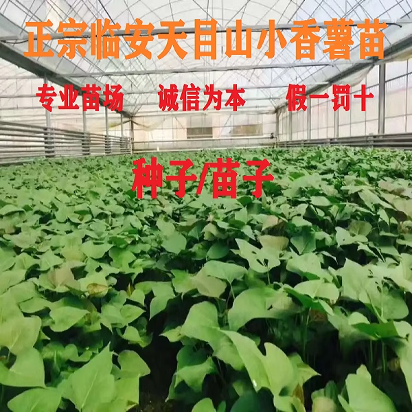 天目山小香薯苗榴莲蜜薯正宗薯苗