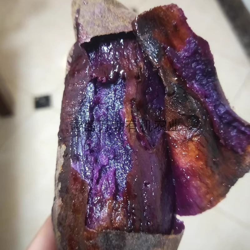 紫薯苗红薯地瓜育苗种子高产大田高剪苗原代脱毒蓝莓紫薯番薯苗种