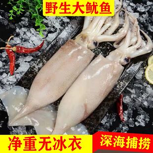 野生海捕大鱿鱼整条白皮大鱿鱼鲜活冷冻海鲜烧烤铁板白灼鱿鱼火锅