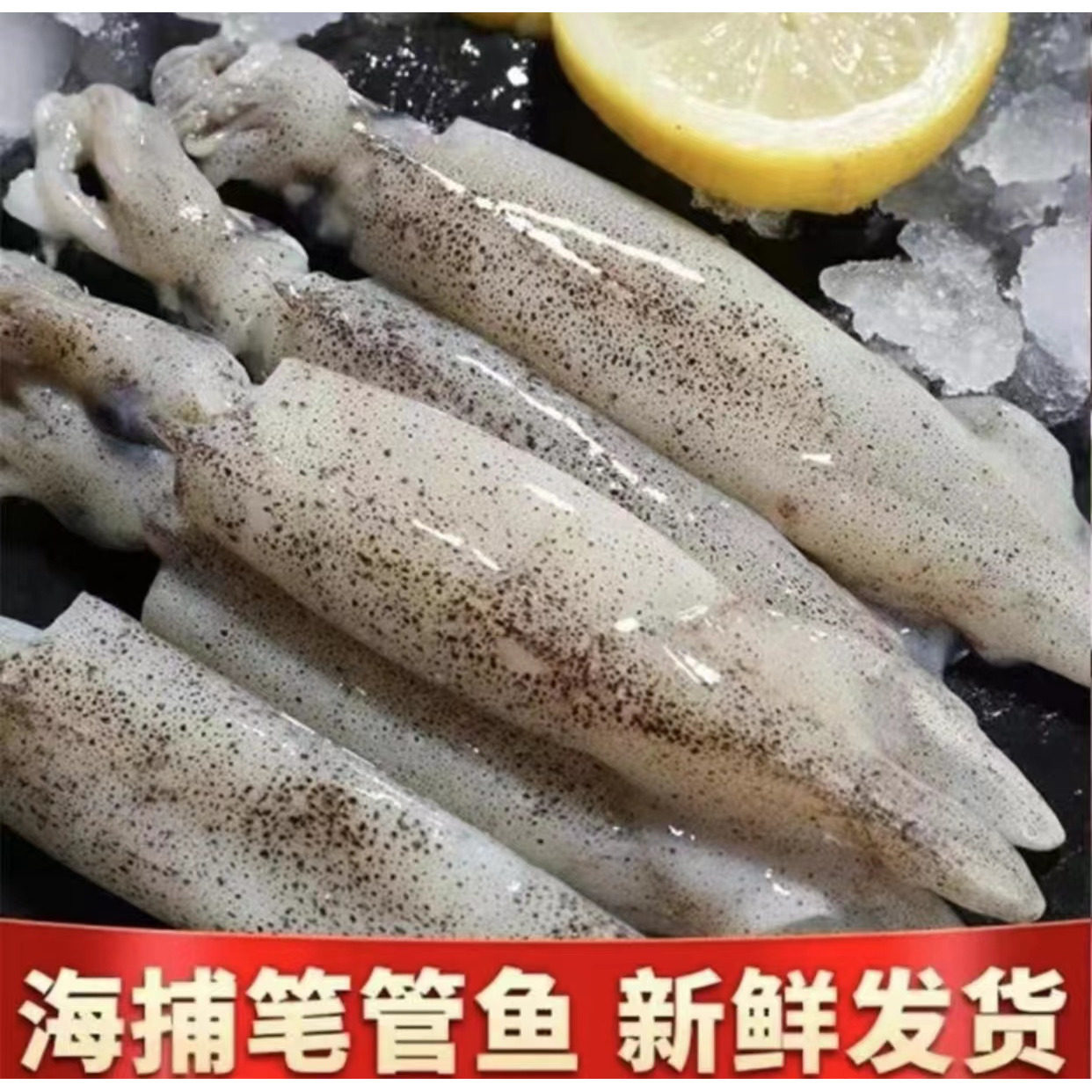 新鲜笔管鱼野生海兔鲜活青岛海鲜冻虾