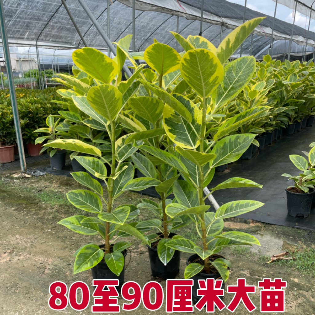 花叶盆栽黄金榕客厅绿植大苗盆栽富贵榕树苗绿植观叶花卉室内绿植