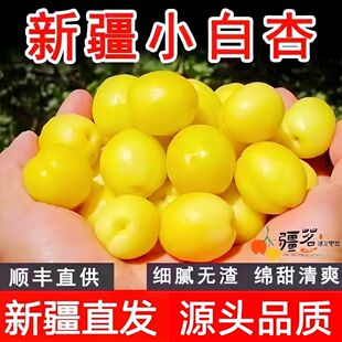 【爆款推荐】新疆小白杏轮台白杏库车新鲜水果甜杏子胜小红杏