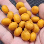 荧光浮盐水人造蜜蜡玉扣算盘珠散珠花色隔片隔珠手链饰品配件珠子