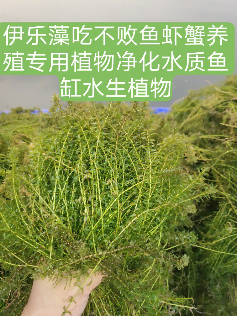 伊乐藻吃不败鱼虾蟹养殖专用植物净化水质鱼缸水生植物水草/斤
