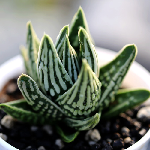花木E家多肉植物办公室容易
