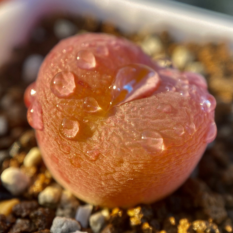 花木e家 翠光玉 盆栽肉肉多肉蕃杏生石花屁股花 趣味萌物