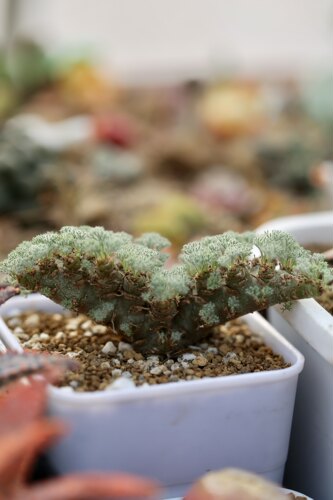 花木E家白皮月界块根稀有植物多肉植物萌趣桌面绿植盆栽