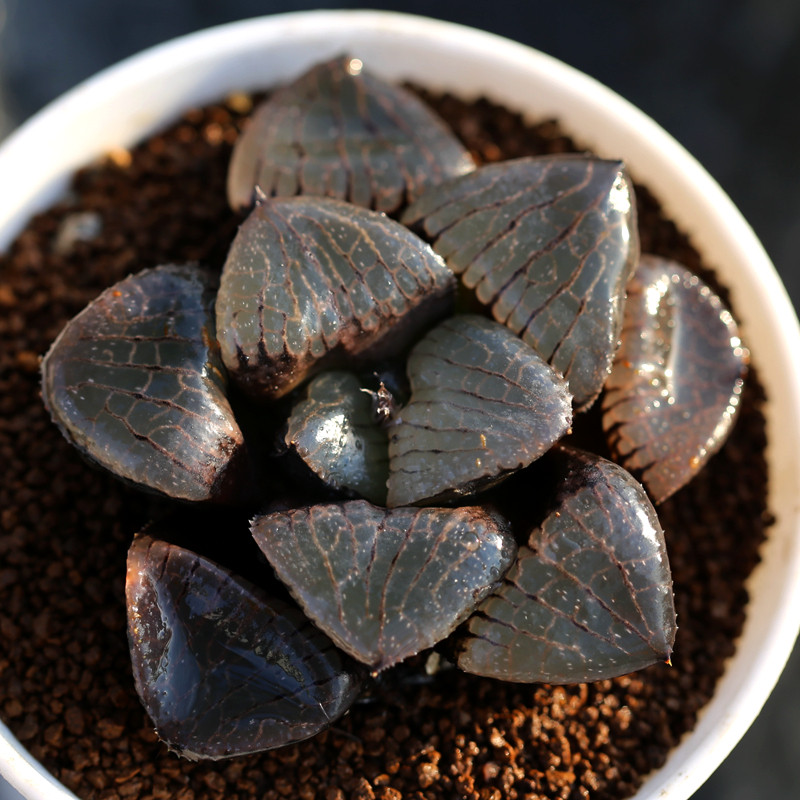 花木E家多肉植物趣味办公室容易