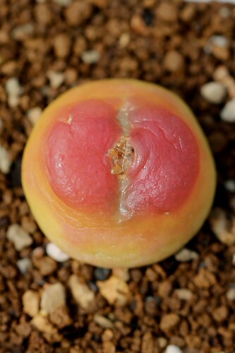 花木E家拉登肉锥优选多肉植物桌面萌趣绿植盆栽