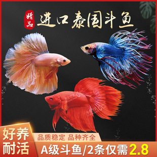 泰国斗鱼半月马尾活体热带观赏鱼狮王大耳糖果母夜市摆摊网红